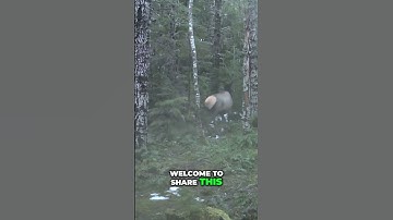 Amazing Elk Herd Wanders Forest: Trail Cam Adventures! #shorts