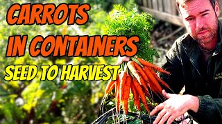 Growing Carrots in Containers | From Start to Finish