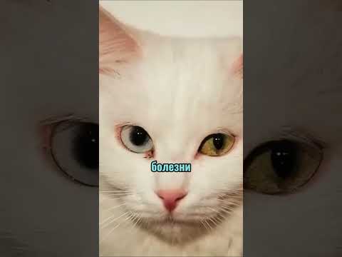 Кошки и люди \ \ #природа #кошки #котики #люди #любовьотношения #домашниеживотные #домашниелюбимцы