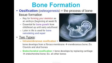 Concept 1 Notes - Skeletal System - Google Slides