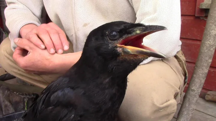 Rook Babies!
