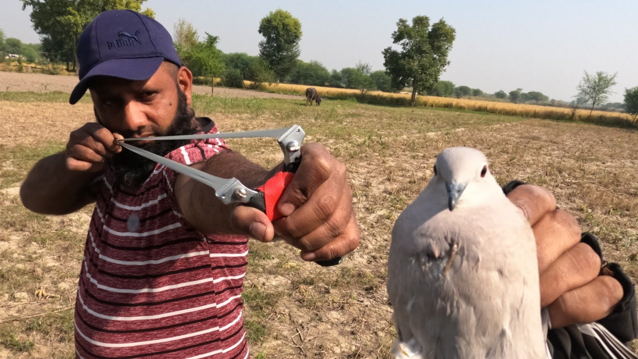 SlingShot wild Birds Hunting YouTube