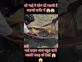 आज देखो बहुत बड़ी मछली पकड़ ली #farming #fishing #viral #fish #agriculture #facts #bigfish 😱😱