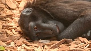 England Welcomes Rare Baby Monkey by Animalist 16,479 views 7 years ago 31 seconds