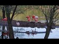 Фламинго на большом пруду