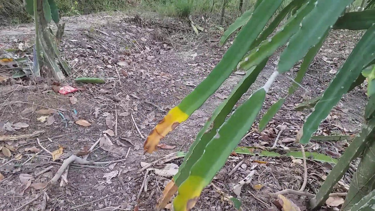 Cara cepat mengatasi penyakit cacar air pada buah naga 