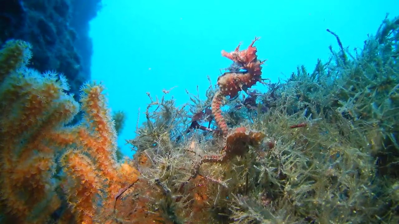 江ノ島 ダンゴウオ、ハナタツのペア 、シマウミスズメ、オオモンカエルアンコウ Enoshima Walk 12 Hippocampus sindonis Jordan and Snyder,1901