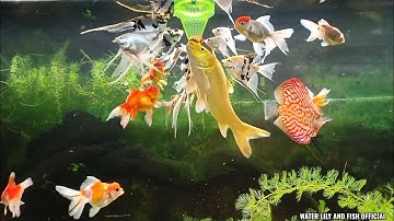 NUÔI CÁ ÔNG TIÊN, CÁ VÀNG/CÁ BA ĐUÔI, CÁ CHÉP VÀ CÁ DĨA TRONG HỒ KIẾNG