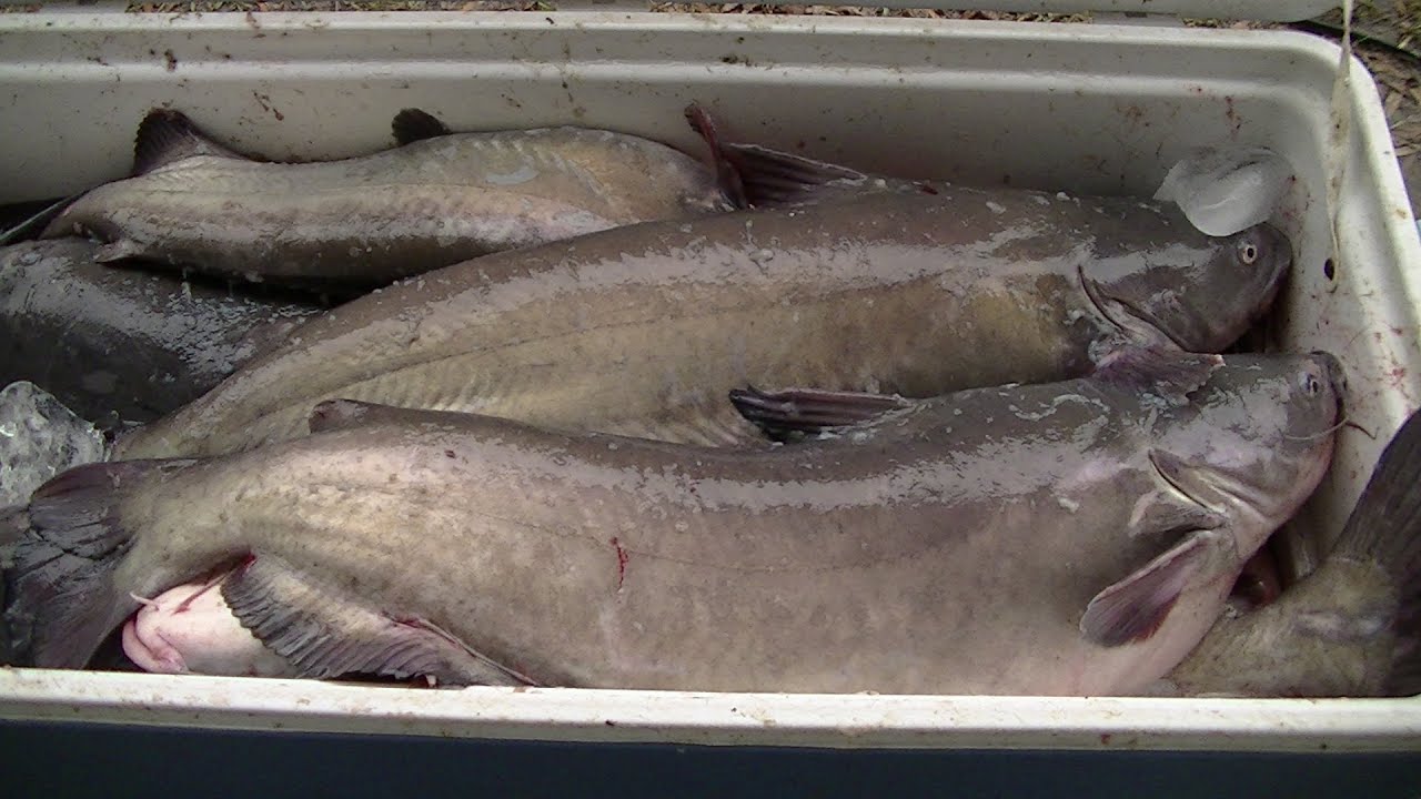 Over 200 Pounds of Catfish caught at Santee Cooper! Night Fishing YouTube