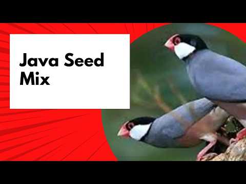 Java Seeds Mix, Fawn Sparrow Breeding tips , Java Sparrow , Java Finch , White Java , Silver Java