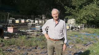 "Aquí na zona de costa de Galicia a principal alimentación das abellas é o ecualipto"