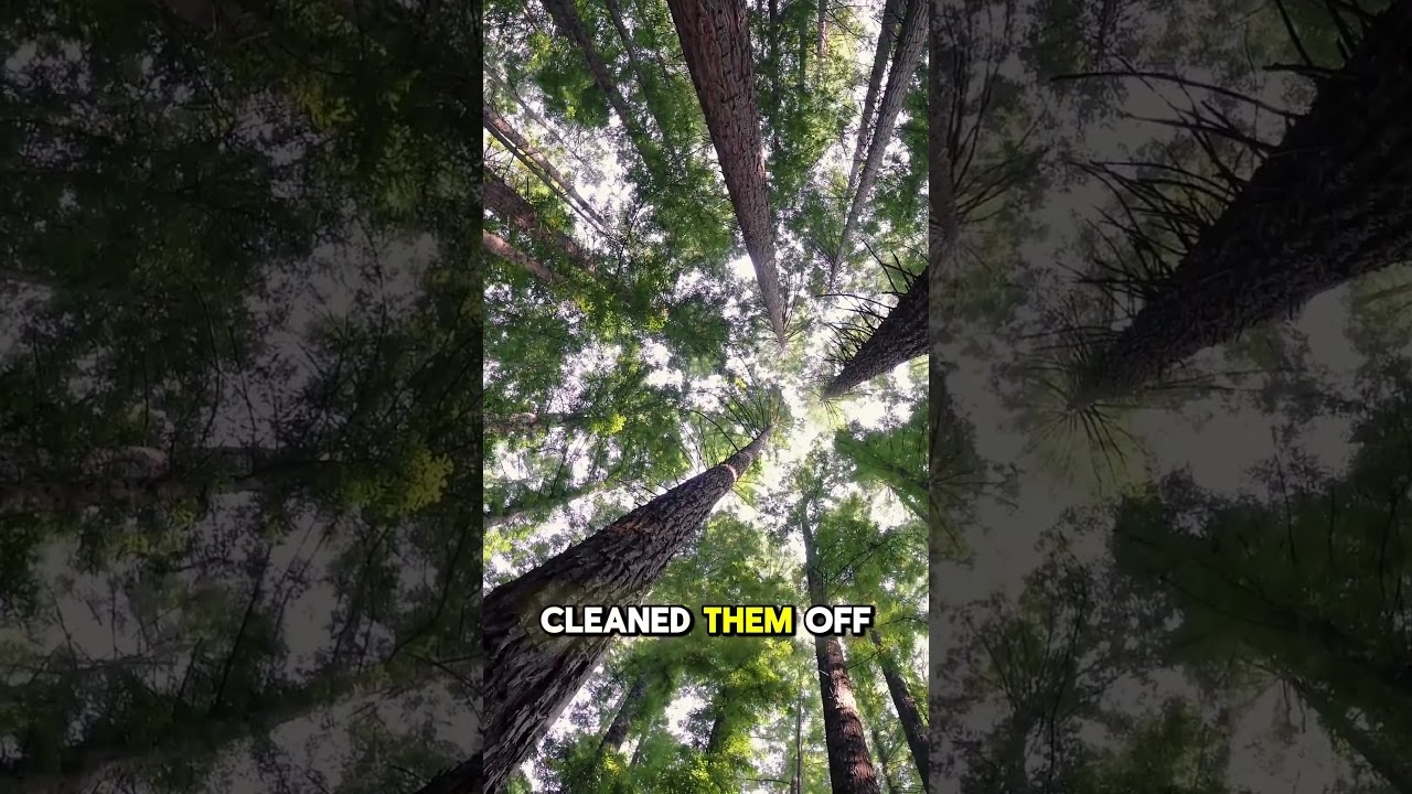 Falling from Grace Is Not the End—It’s the Beginning of a Comeback