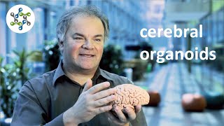 Cerebral Organoids