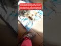 Cold Morning, Warm Sunshine – Dogs Enjoying the Sun!#CuteDogs #ColdMorning #SunshineVibes