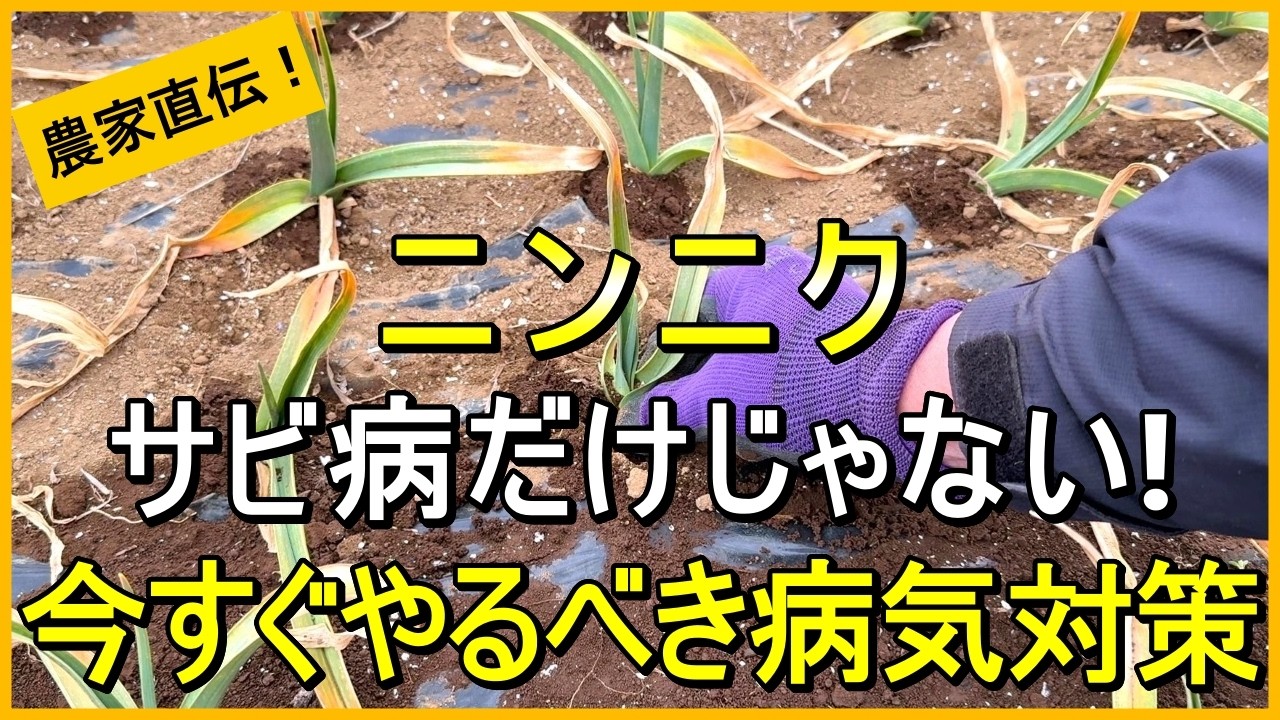 【にんにく栽培】今からでも間に合う！農薬に頼らない病気予防のコツ【有機農家直伝！無農薬で育てる家庭菜園】 26/2/17