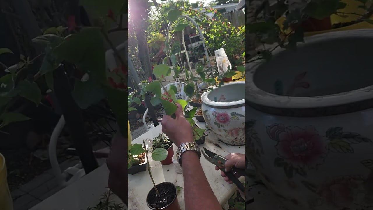 Chinese Hat Plant Holmskioldia Sanguinea,PROPAGATION FROM CUTTINGS