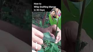 How to Whip Grafting Mango in 30 Days