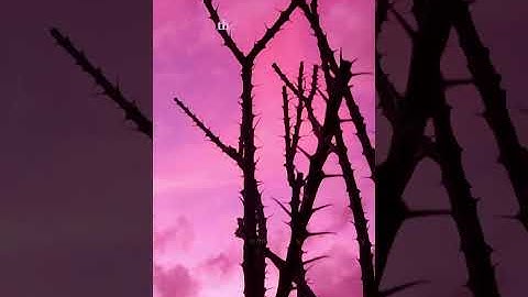 Courage to Challenge the Crown #SunsetMagic #pinkskydreams #ocotillosilhouette #desertpoetry #sunset