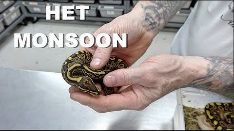 Het Monsoon Ball Python Clutch Update !!