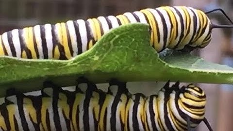 FYI Naturalist: Monarchs and Citizen Science