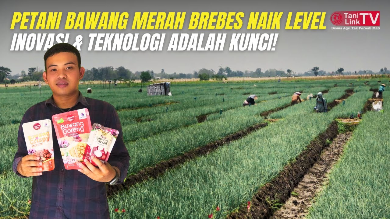 Strategi Bisnis Petani Milenial Bikin Penjualan Bawang Merah Brebes Makin Meroket