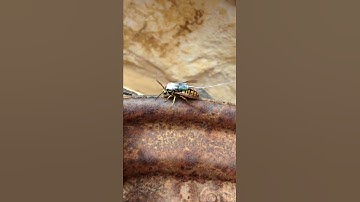 Telemetry tracking European Wasps.