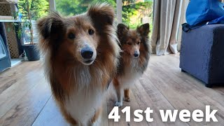 Shetland Sheepdog Puppies 41st week