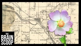 Searching for the endangered Kankakee Mallow