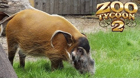 Zoo Tycoon 2: Red River Hog Exhibit Speed Build