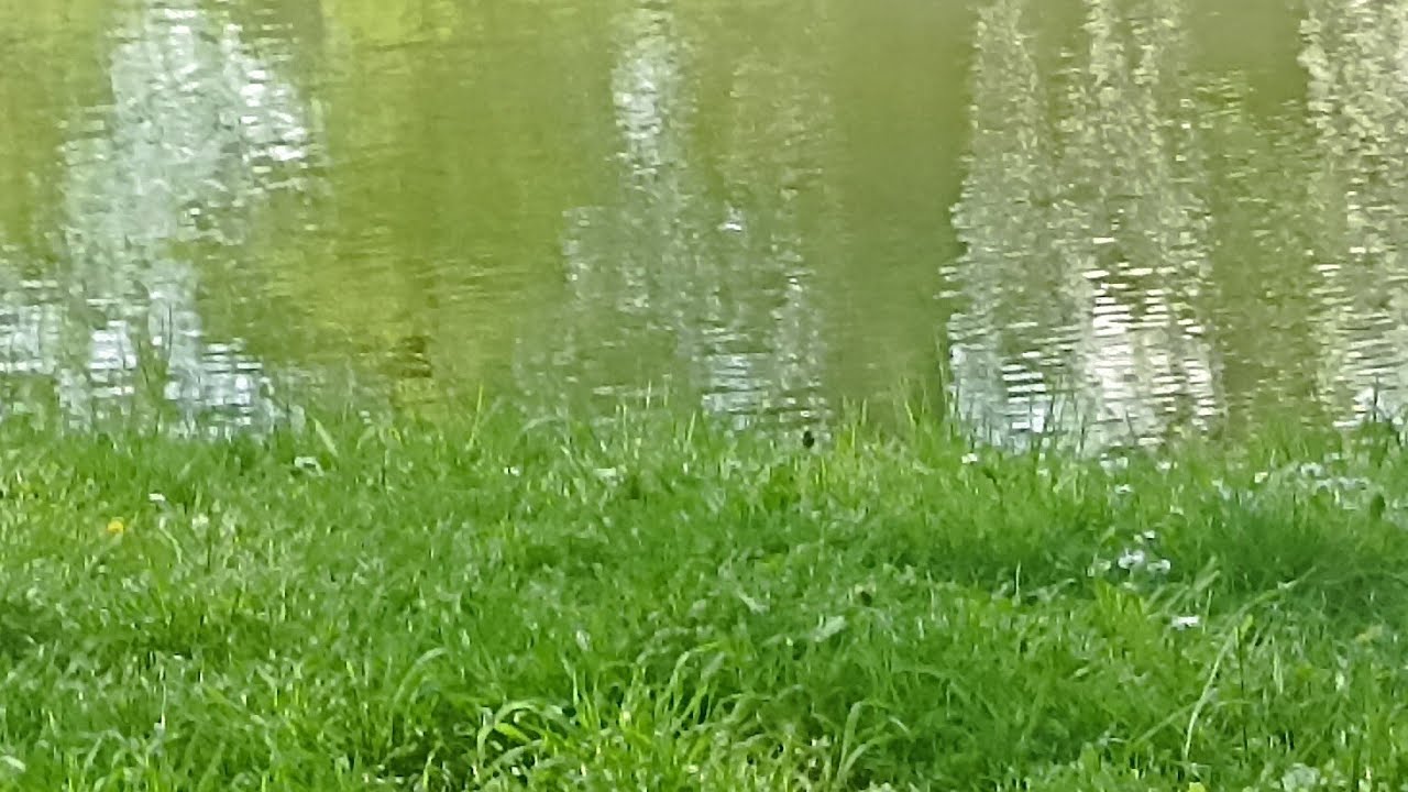 репортаж, река лайта - YouTube