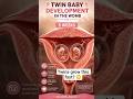 Twin Baby Development in Womb 😍 5 Weeks Pregnancy #twins#pregnancytips#5weeks #womb#twinbabies#short