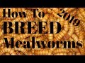 Mealworm breeding  everything you need to know to be successful