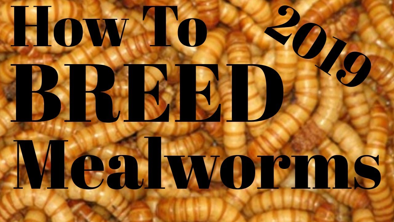 MEALWORM BREEDING Everything You Need To Know To Be Successful YouTube