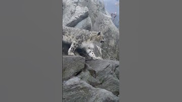 Adorable SNOW LEOPARD