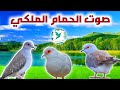 صوت اليمام الماسي للتحفيز علي التزاوج صوت اليمام الماسي للتحفيز علي التزاوج