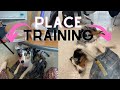 Train With Us: Place Training with My Service Dog | AstroFromTheBlue