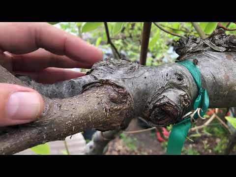 Vidéo: Cisailles à Greffer: Caractéristiques Des Cisailles à Greffer Pour Les Arbres Fruitiers. Caractéristiques Des Modèles Biélorusses. Avis De Jardiniers