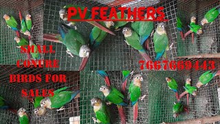 Small conure birds sales in salem PVfeathers