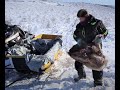 Caribou hunts and 40 muskox