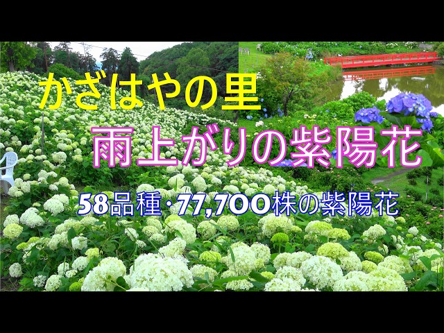 かざはやの里 2026 雨上がりの紫陽花 58品種・77,700株 - YouTube