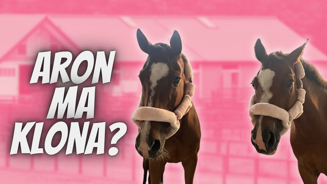 SKLONOWAŁAM ARONA? ARON I SONET W TAKICH SAMYCH KANTARACH 💗