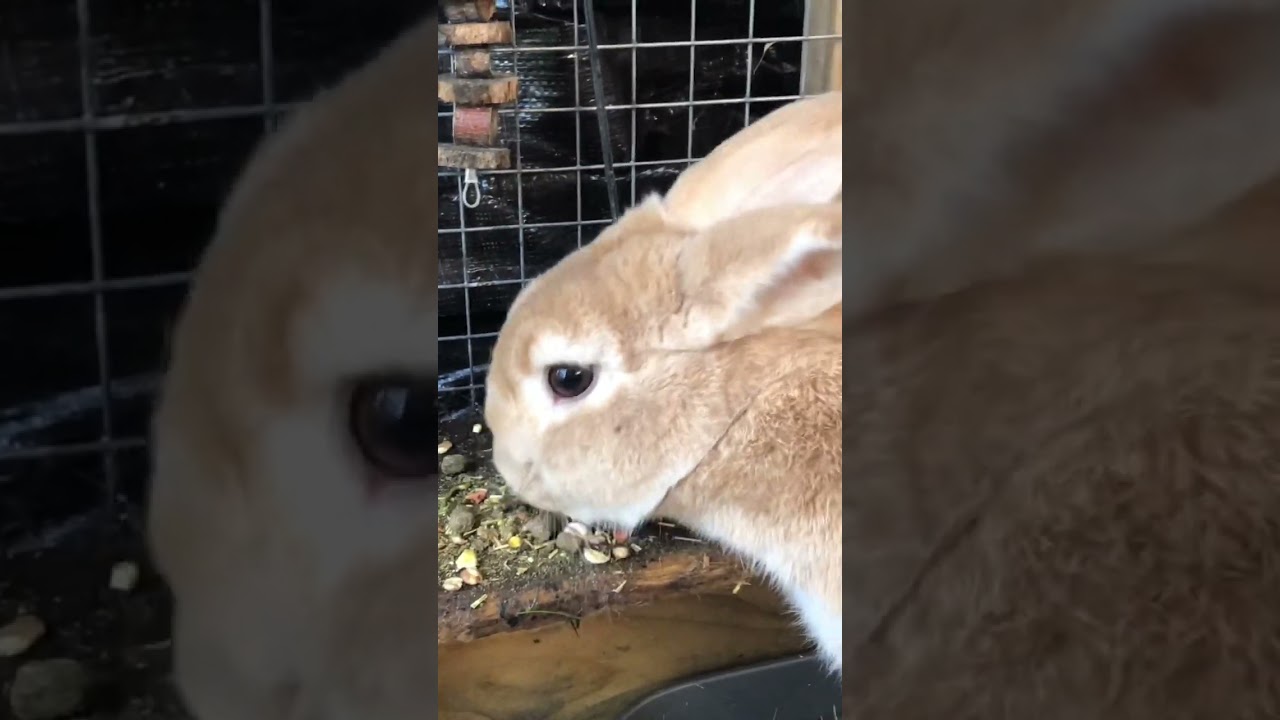 Life Lessons With Bagel Bunny short rabbits bagelbunny 