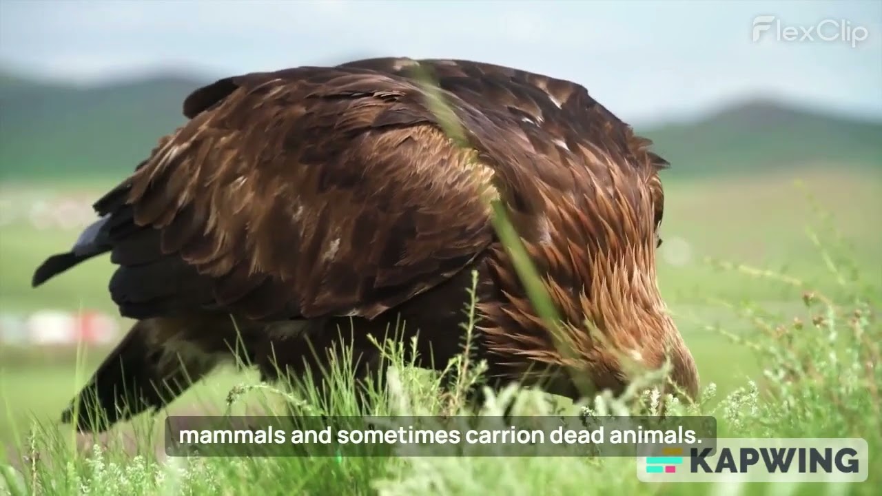 Facts about Eagle#facts #ANIMALEFACTS#WILDLIFE