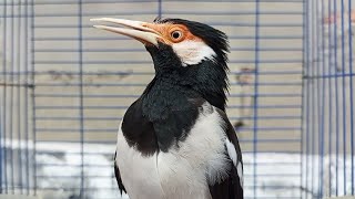 Suara Jalak Suren Gacor Mompa  Variasi  Masteran Suara Burung Jalak Gacor  Isian Mewah