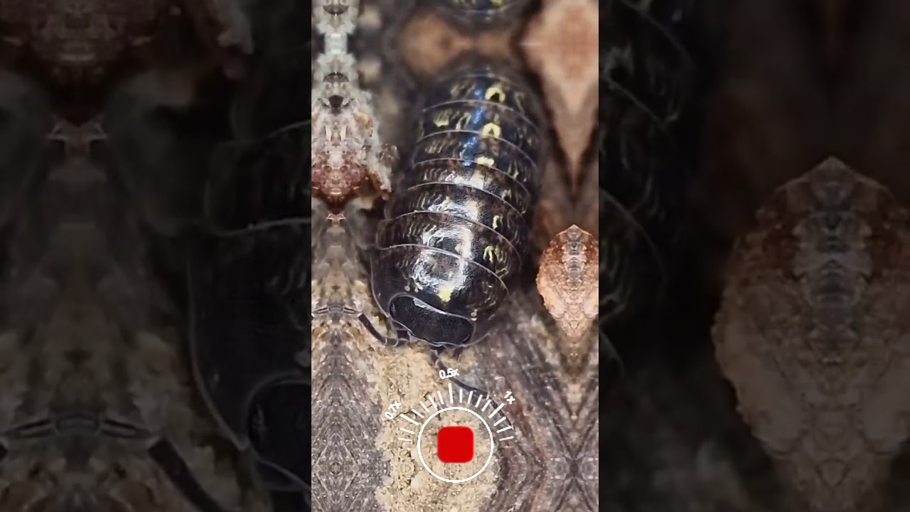 Which macro detail shocked you the most? 👁️🕷️🦂