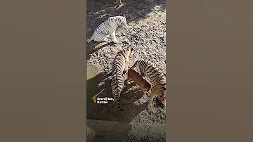 Тигры думают, что это их мама! #animals #heartwarming