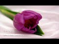 The Rose чОлчС щШ цбС A Sun ЁЯНВ ЁЯМЩ The Rose чОлчС щШ цбС A Sun ЁЯНВ ЁЯМЩ