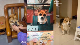 Tổng Hợp Meme Chó Mèo - Funny Cat Videos to Keep You Smiling by Hạt Bí Ngô Official 1,853 views 2 years ago 4 minutes, 51 seconds