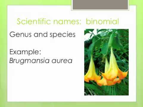  Plant  Scientific  Names  YouTube