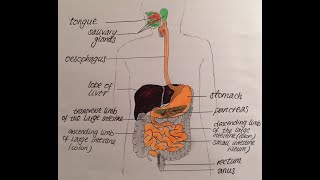 Digestive system part1 for NEET & Inter